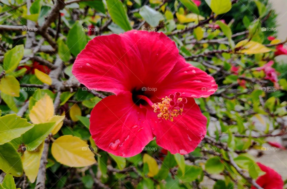 Red Hibiscus.