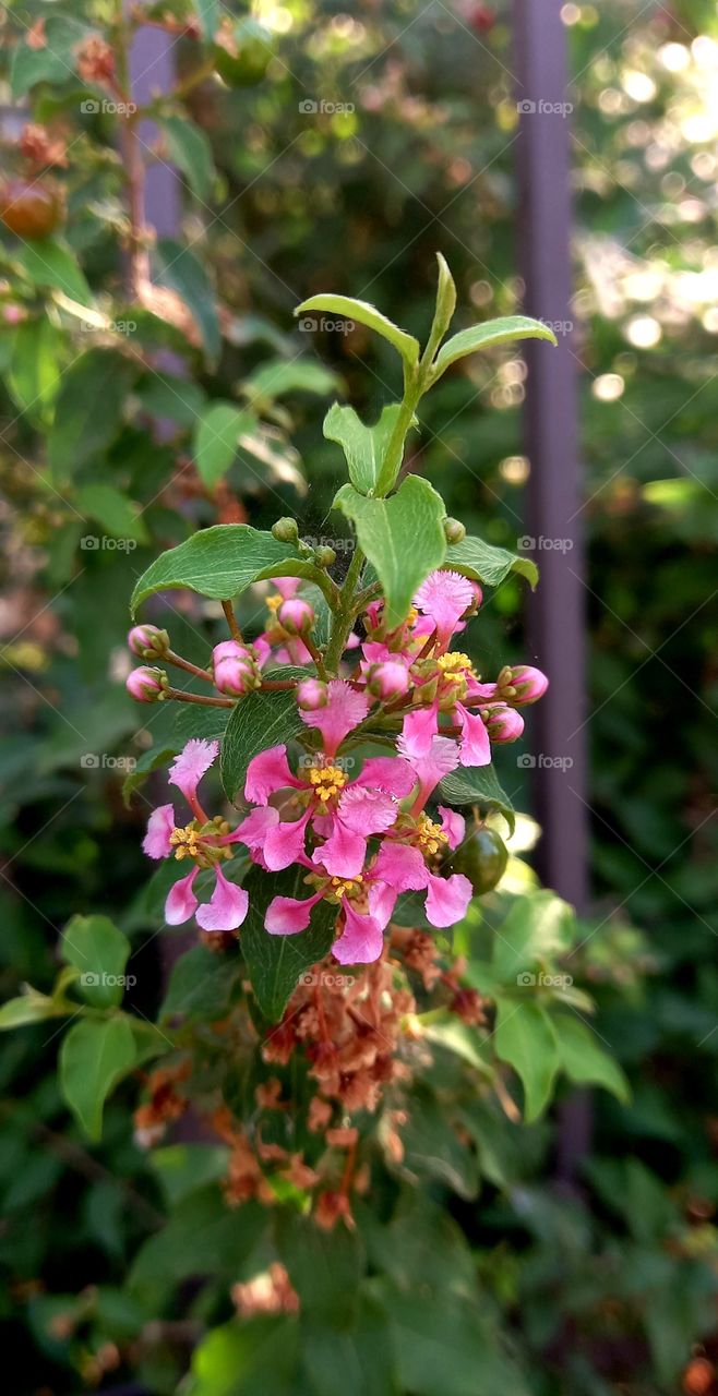 pink flowers