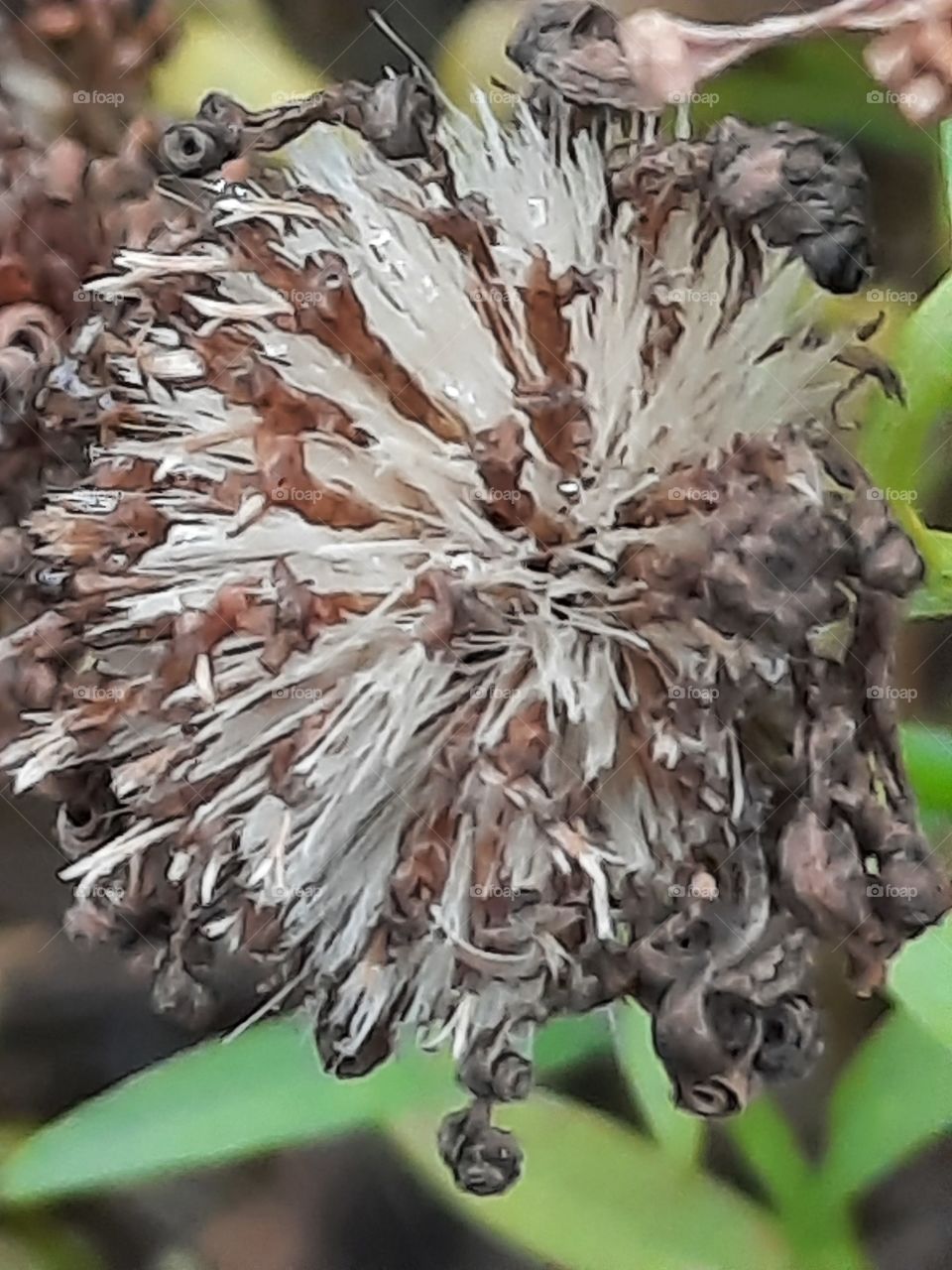 dry flower and seeds  of aster in autumn garden