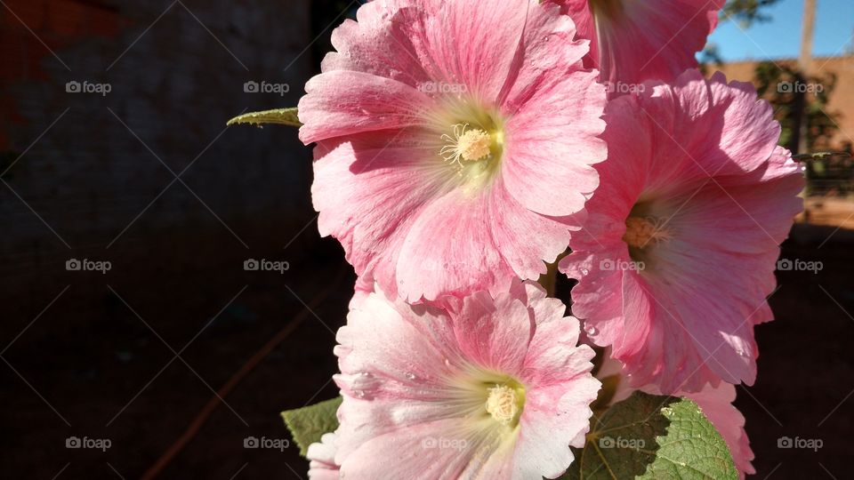 Perfeitas e naturais flores de cor rosa claro suave.