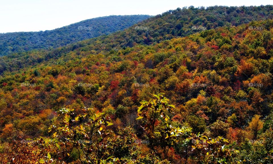 View of autumn trees in forest