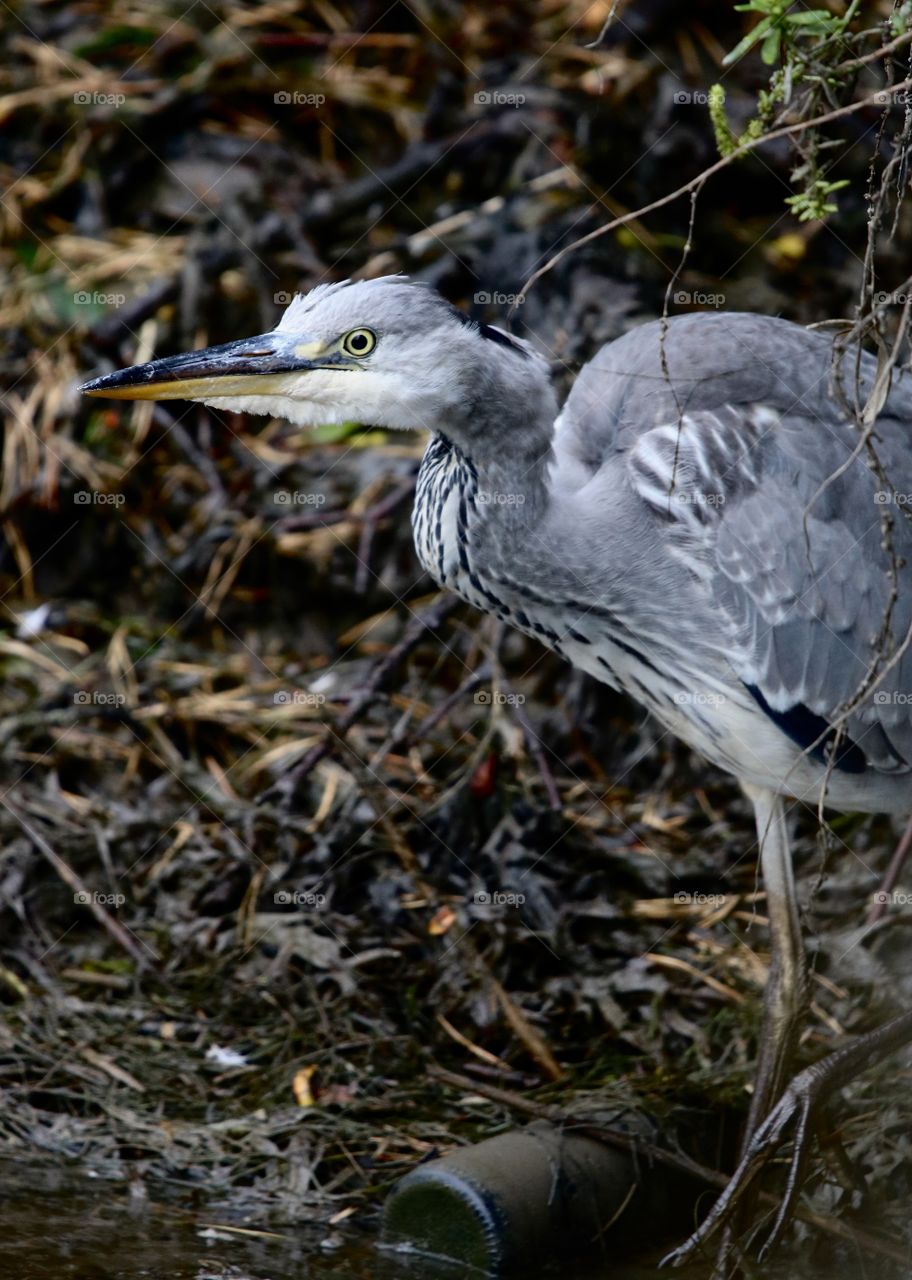 Gray heron