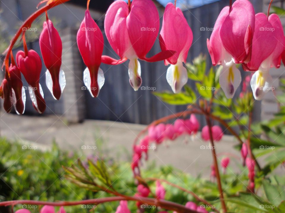 pink flowers hearts spring nature