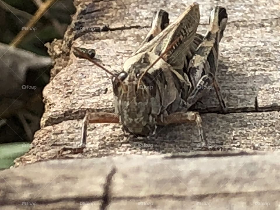 Fall day grasshopper