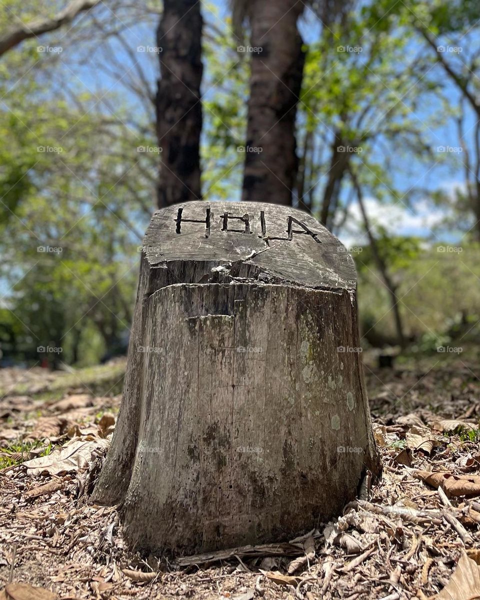 Message engraved in a log. Nature. Hola. Hello. Greetings