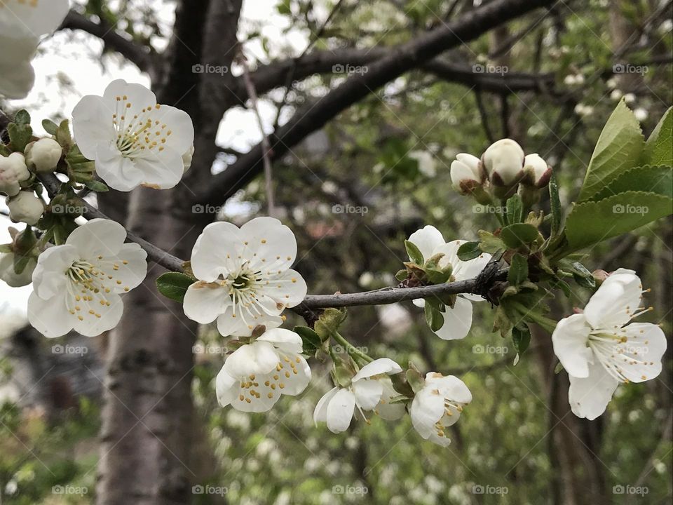 White buds on a cherry tree