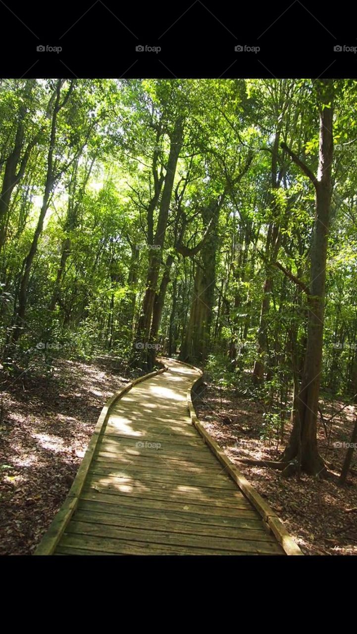 Walkways in the rainforest