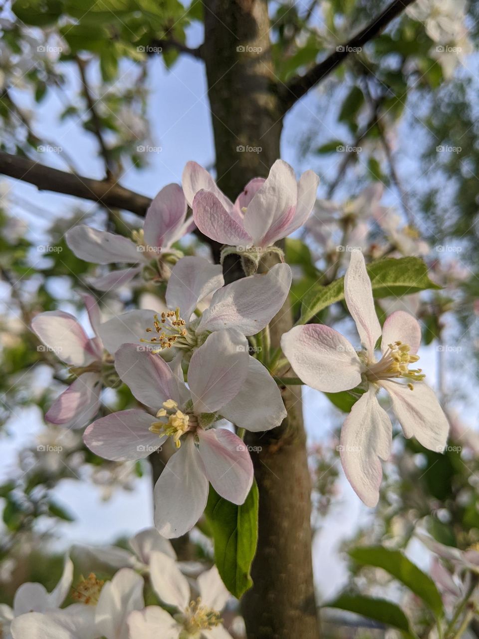 appleblossems in spring