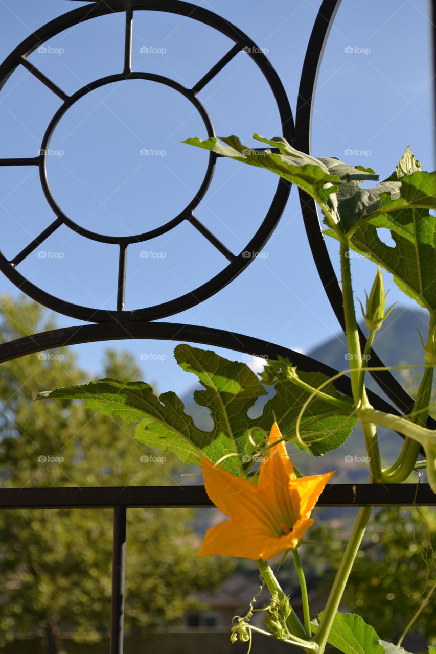 Squash Blossom on Trellis