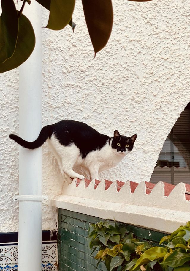 Black and white tuxedo European domestic cat standing on a roof looking at the camera 