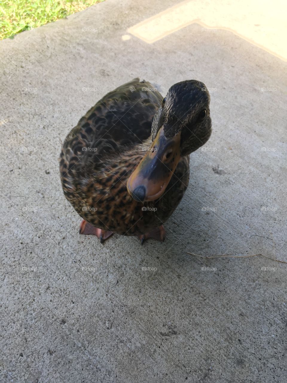Quack Quack 