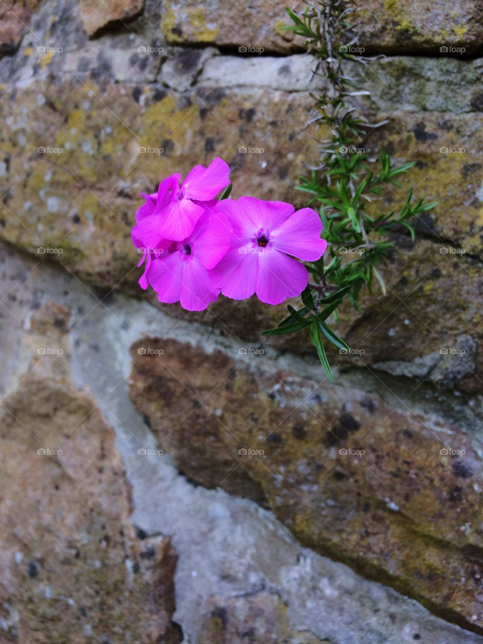 Pink flowers 