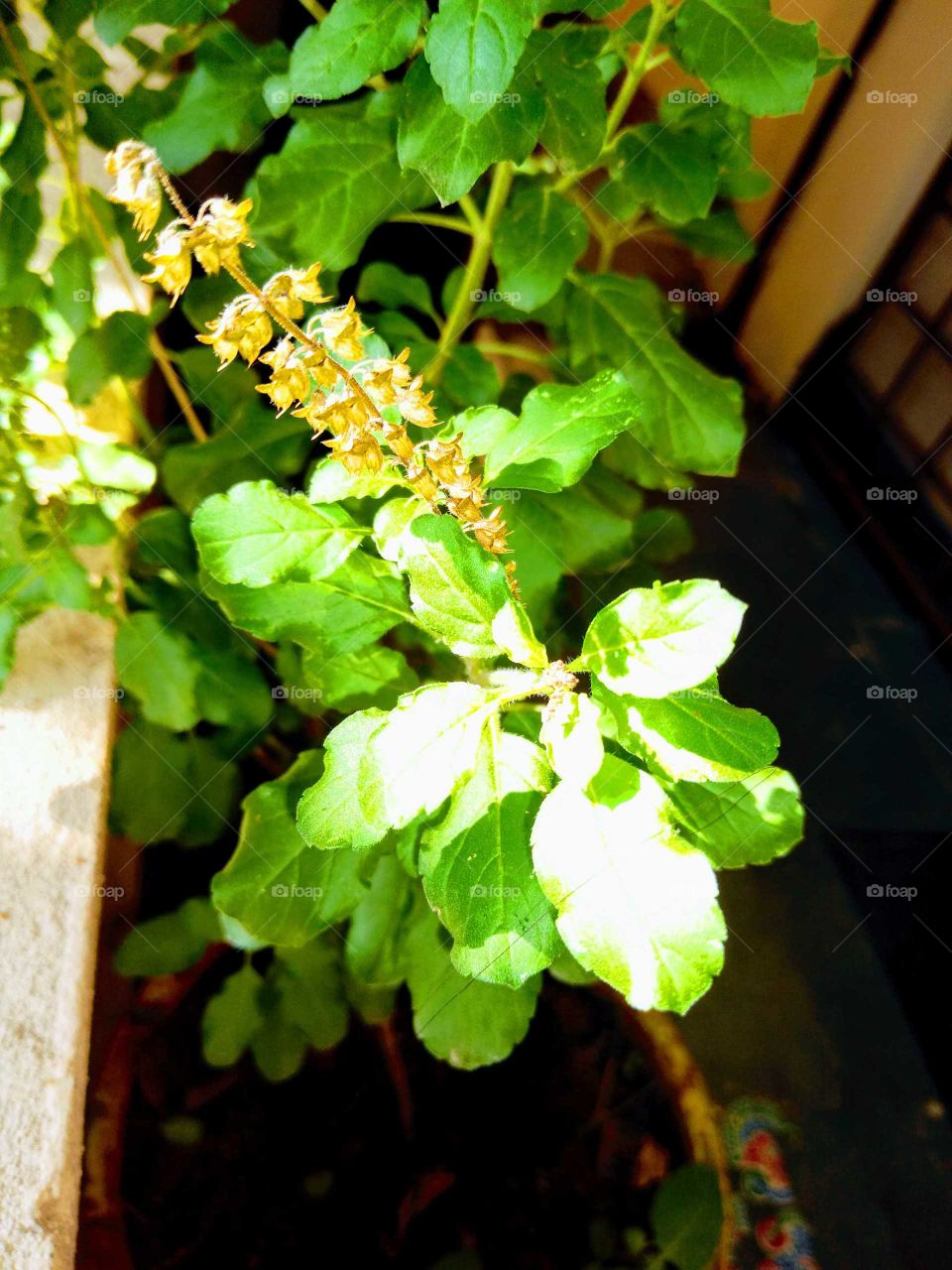 tulsi plant in my home