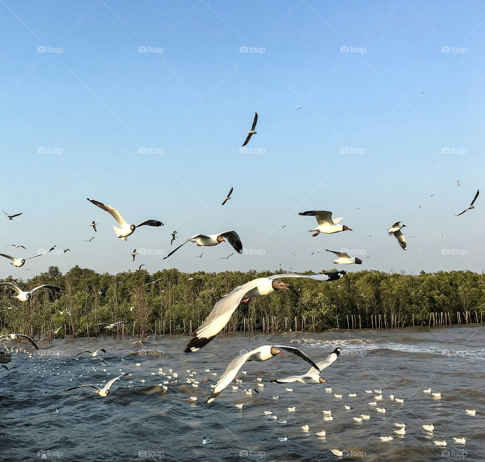 Birds flying over sea