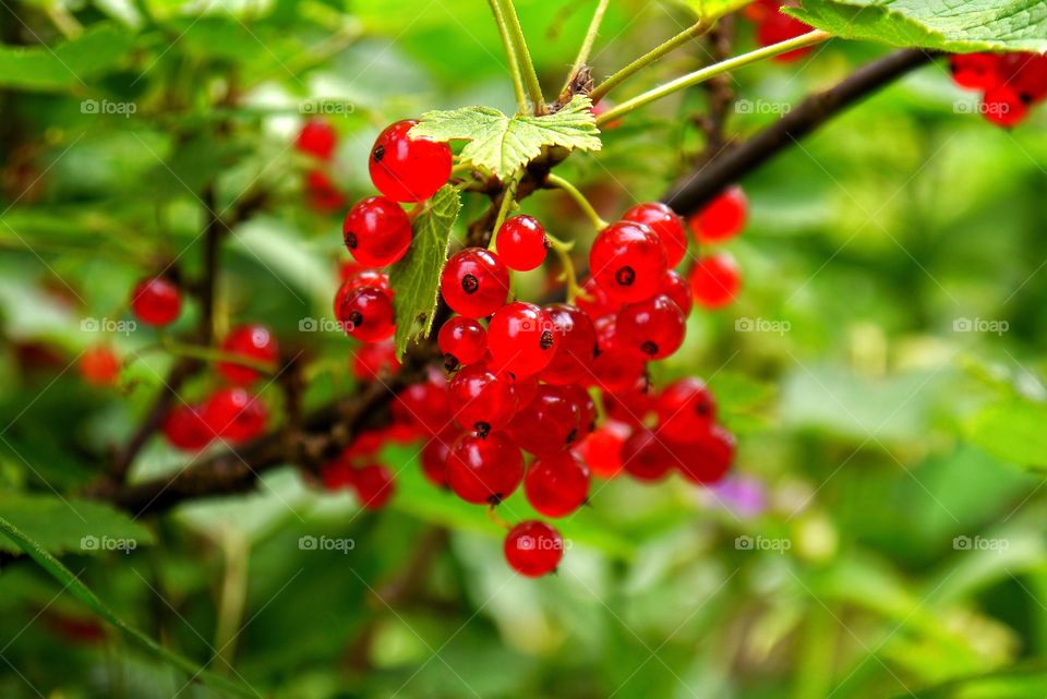 Close-up of red currant