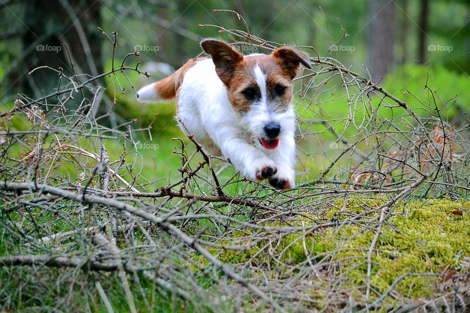 Portrait of a dog jumping