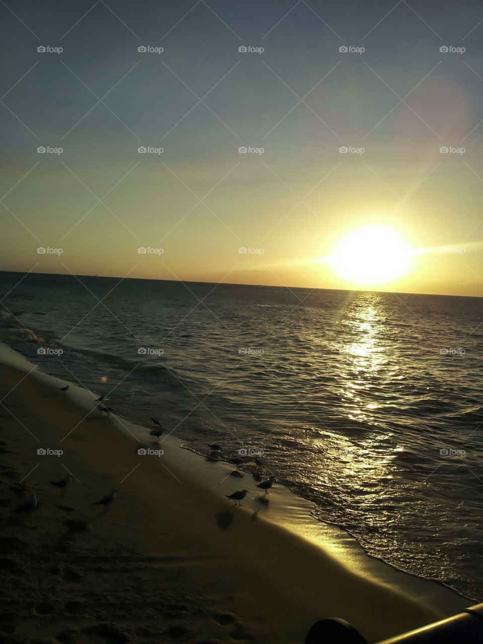 Summer time with birds 