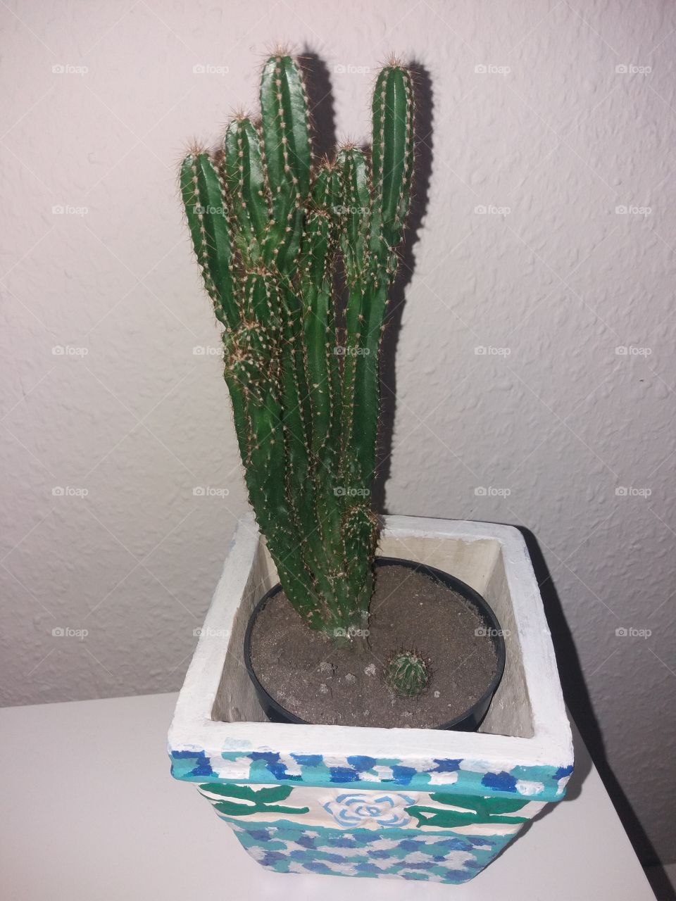 my cactus