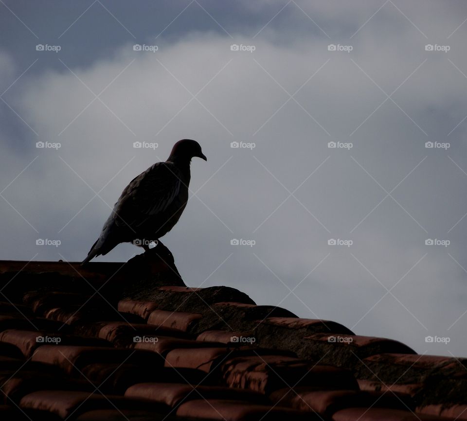 Dove on the roof