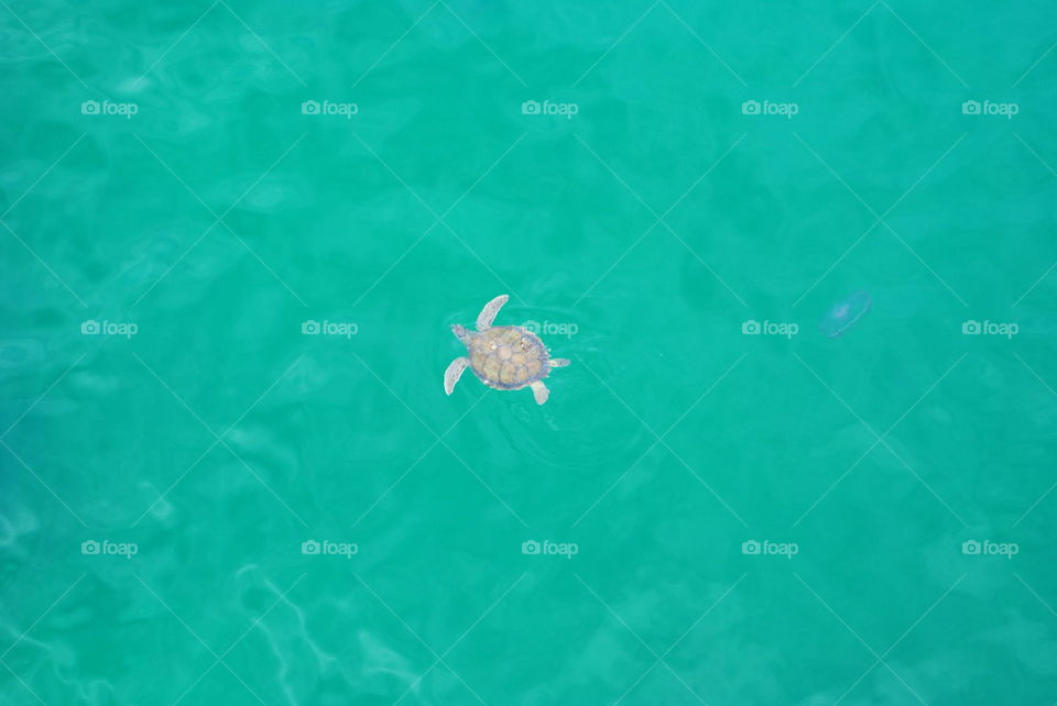 Sea turtle swimming in the ocean