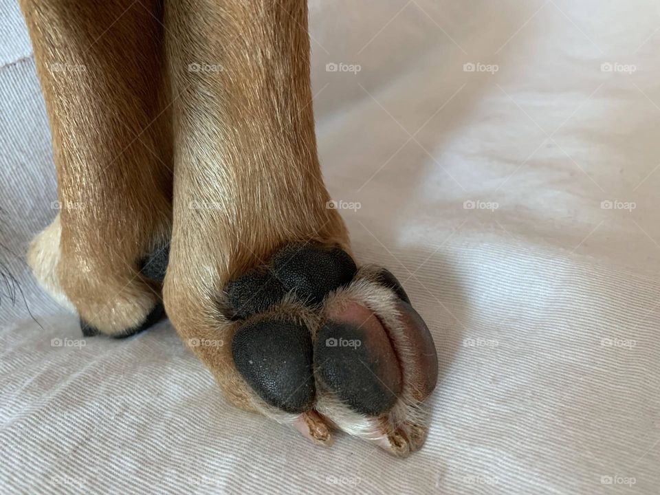 Dog paw