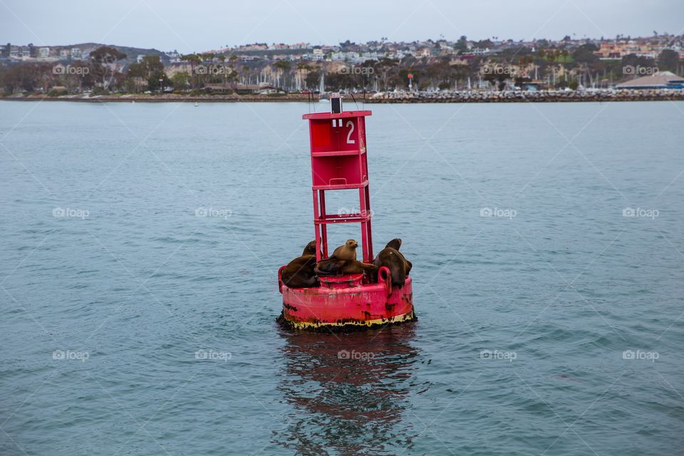 Seal Lions