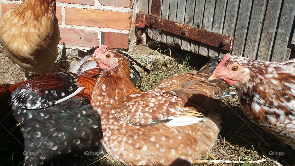 Bird, Poultry, Hen, Farm, Dame