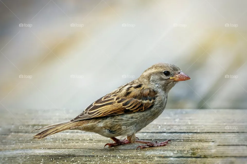 Bird
