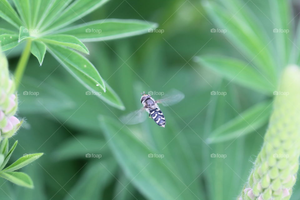 Bee flying over green plant