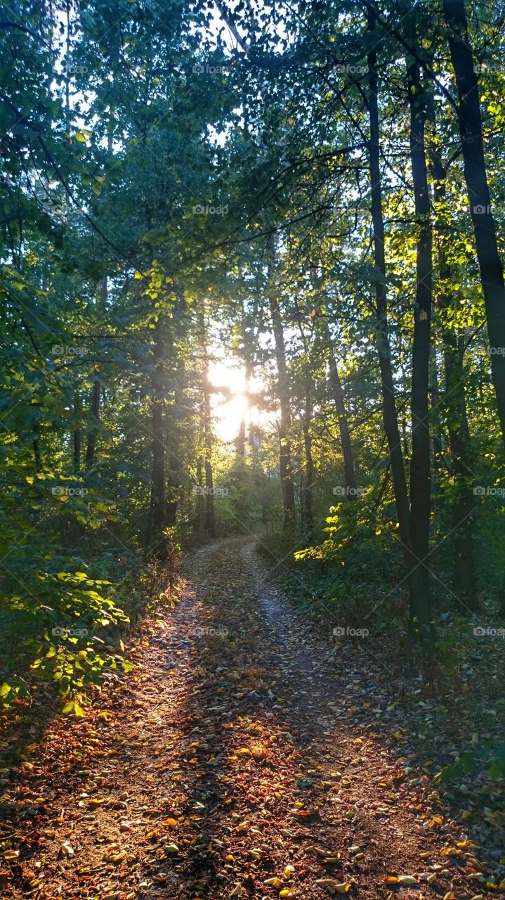 sunset in the forest