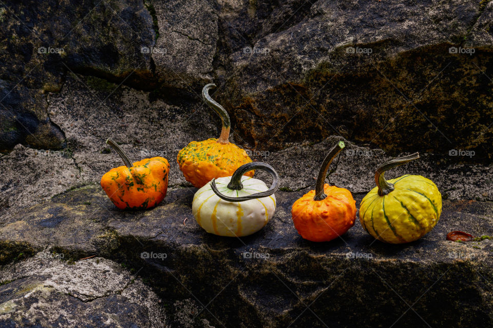 Pumpkins on a stone background 