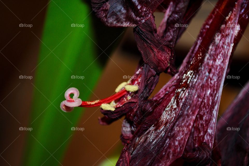 Bloom Has Lost Its Beauty