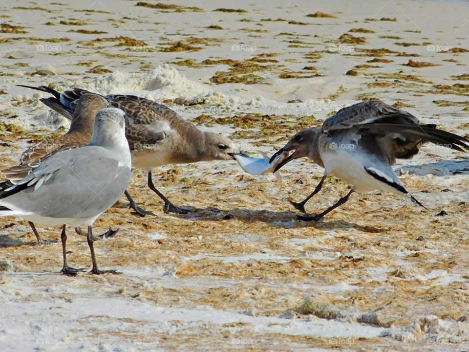Birds & Bees - Nature in Motion - Birds in action - TUG OF WAR - Birds steer mainly with their tails, and some use their wings for precise maneuvers