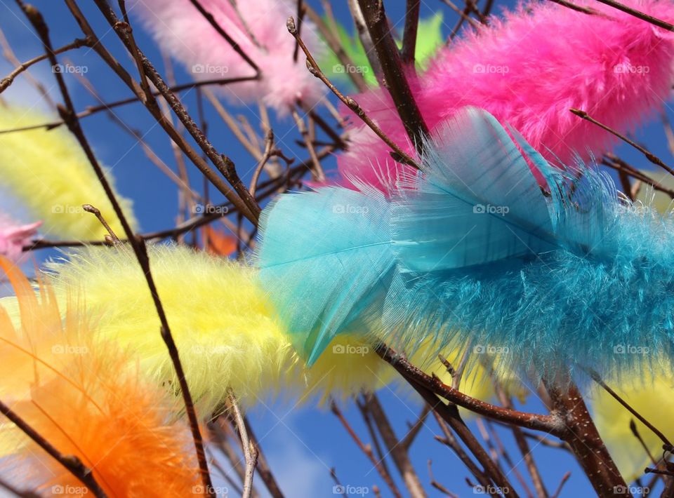 Low angle view of feathers