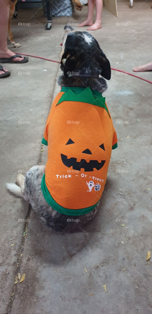 puppy Halloween costume