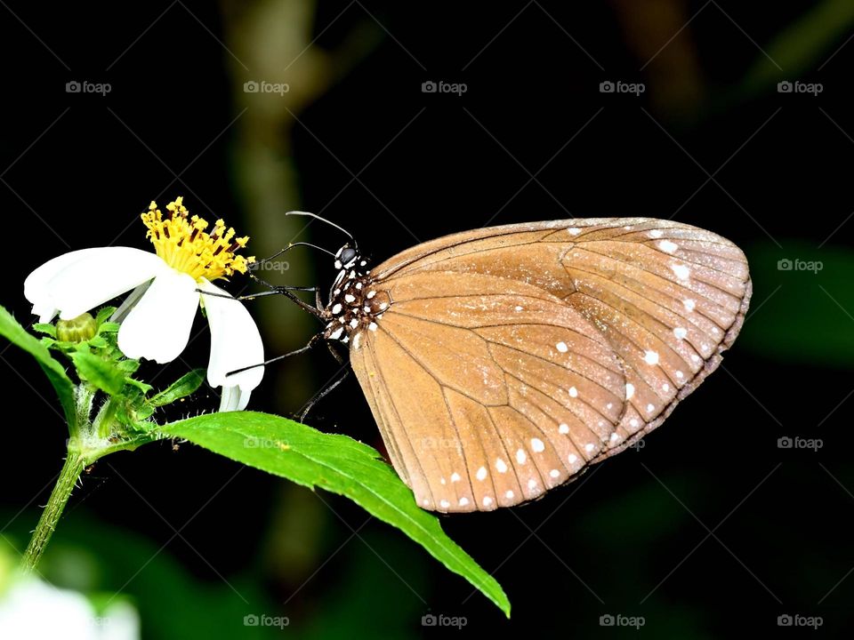Beautiful and cute butterfly