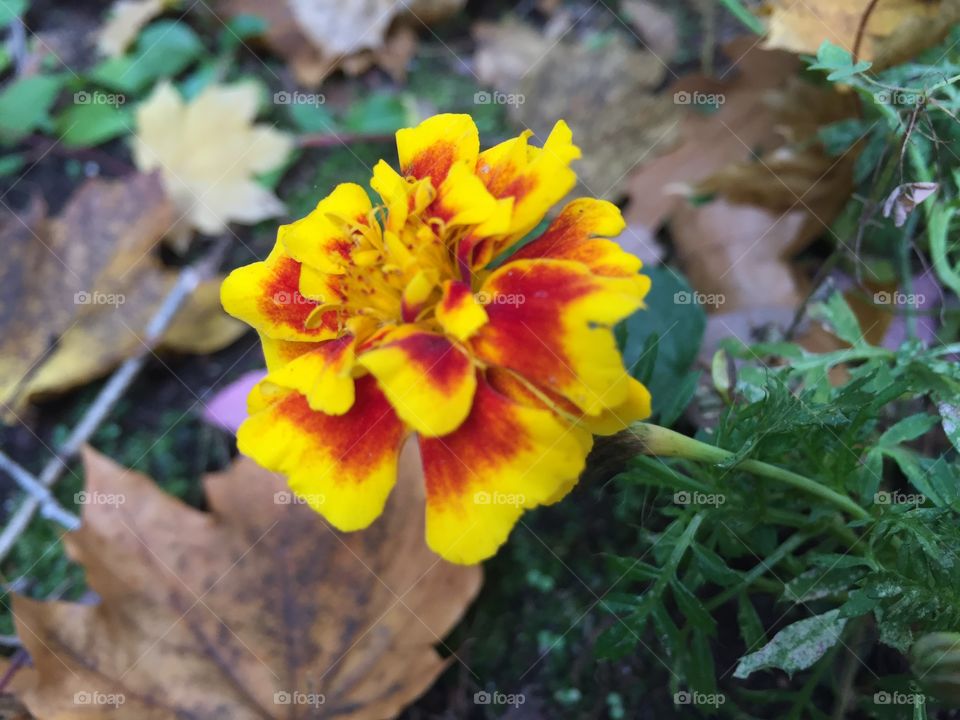 Close-up of marigold flower