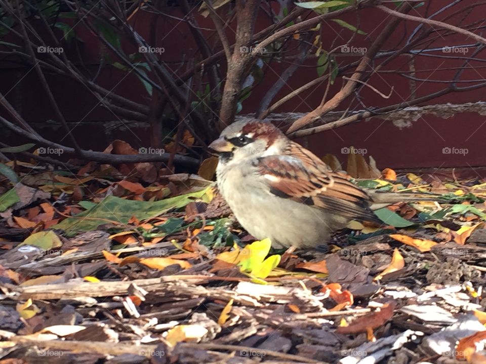 Sparrow in the brush