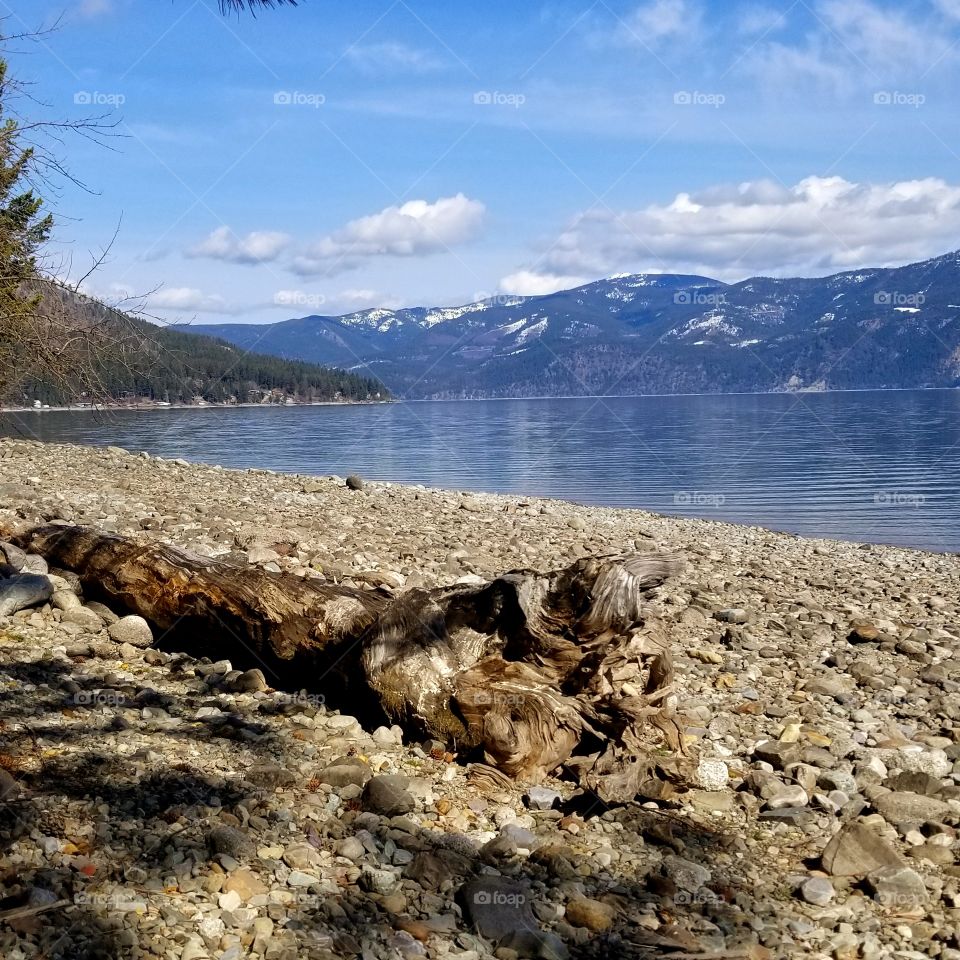 rocky beach with driftwood on a sunny spring day and snow on mountain ridge