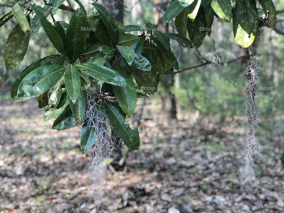 Moss on the green leaves