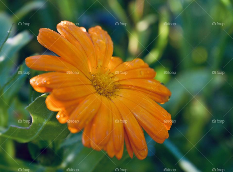 Orange wild flower 