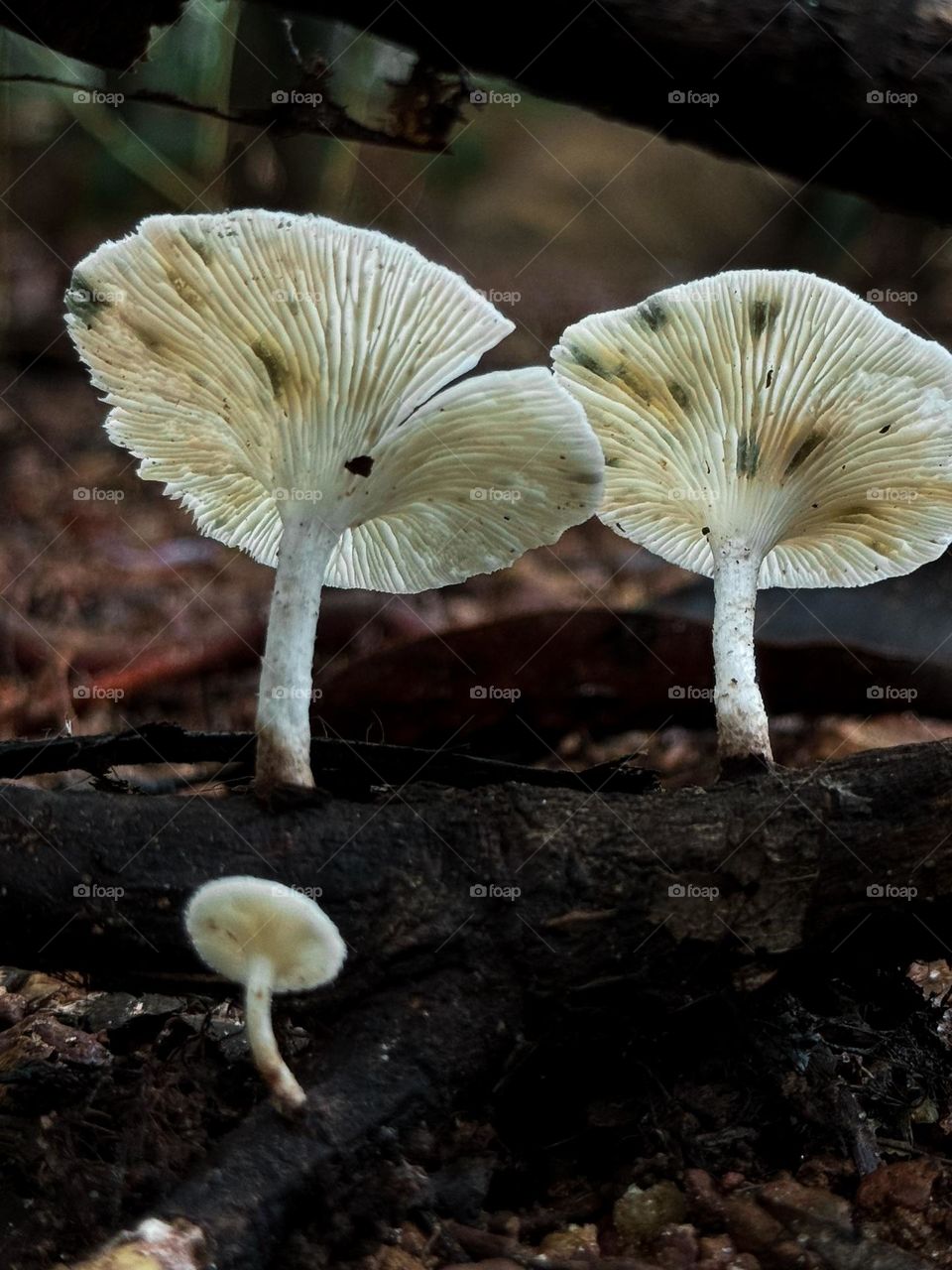 White mushrooms