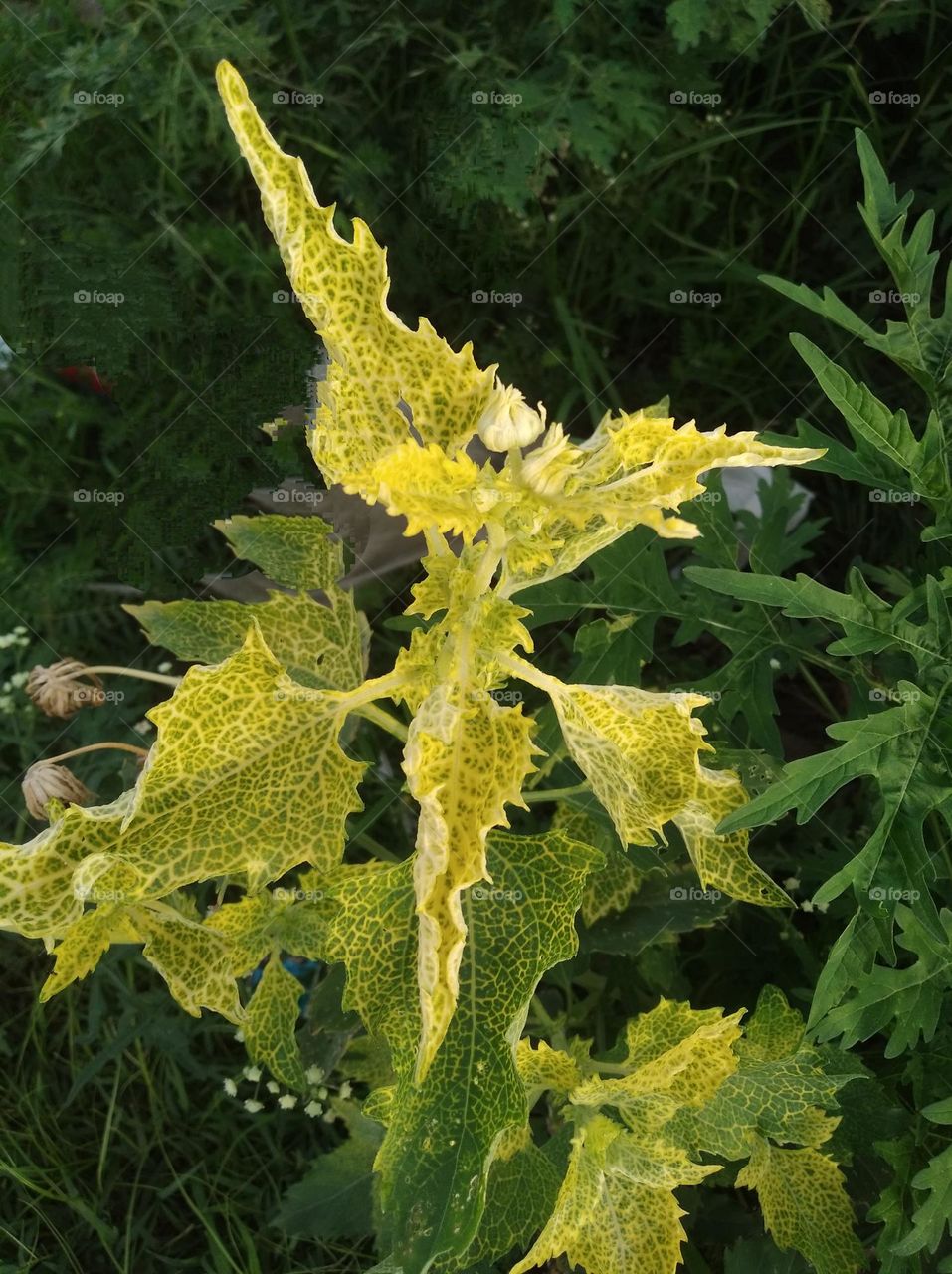 yellowish plant seasonal fresh shurb small size looks very beautiful generally found everywhere