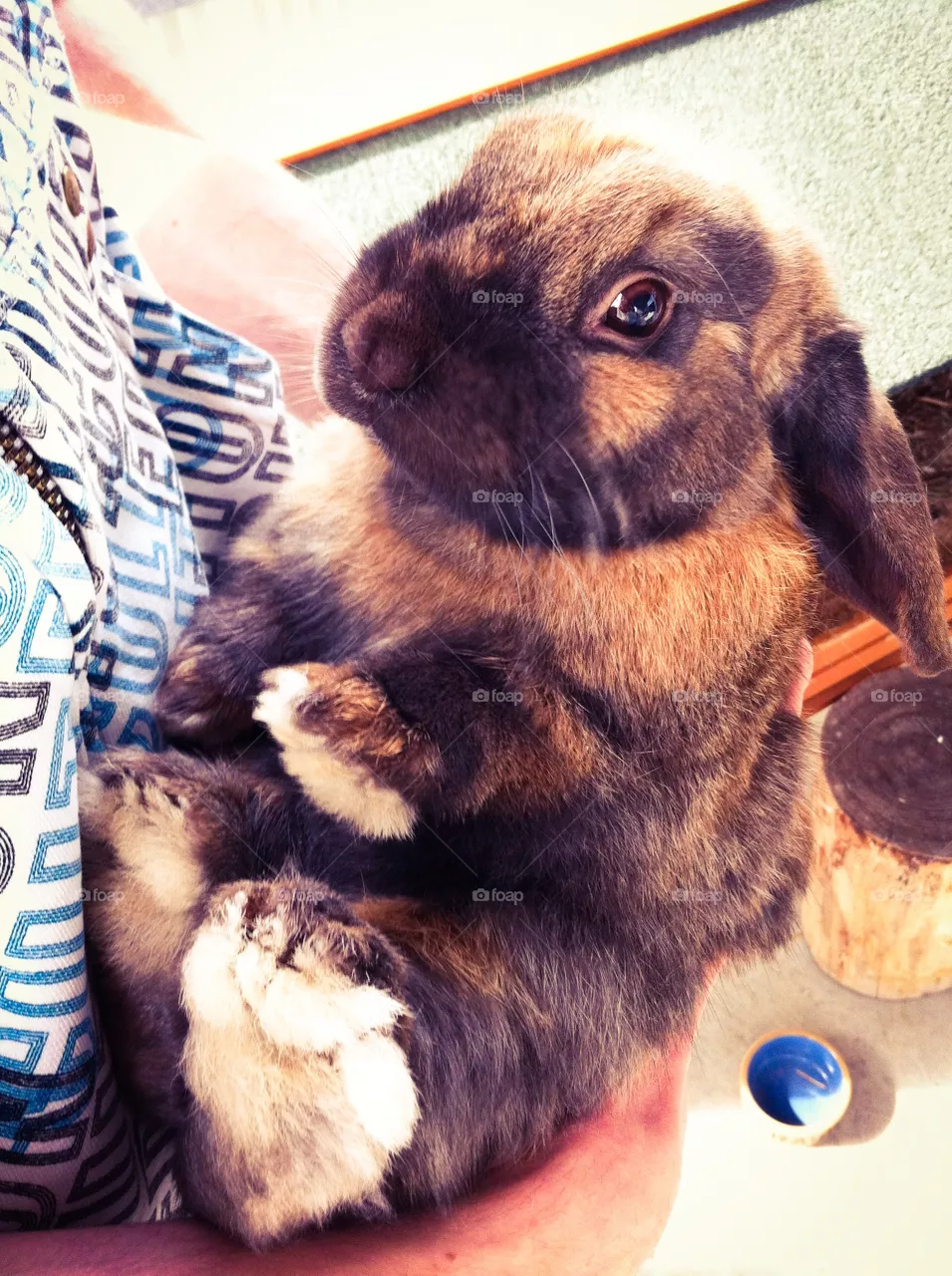 Rabbit