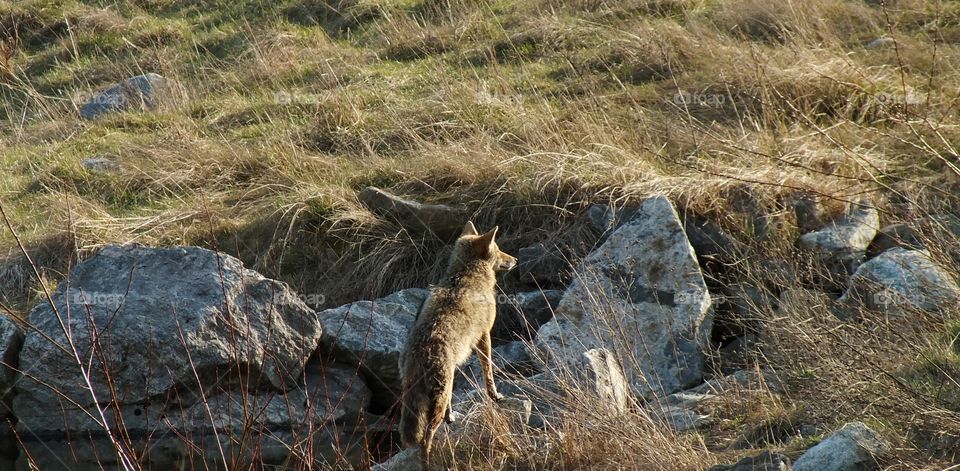 Wolf in wetlands near river on the hunt 