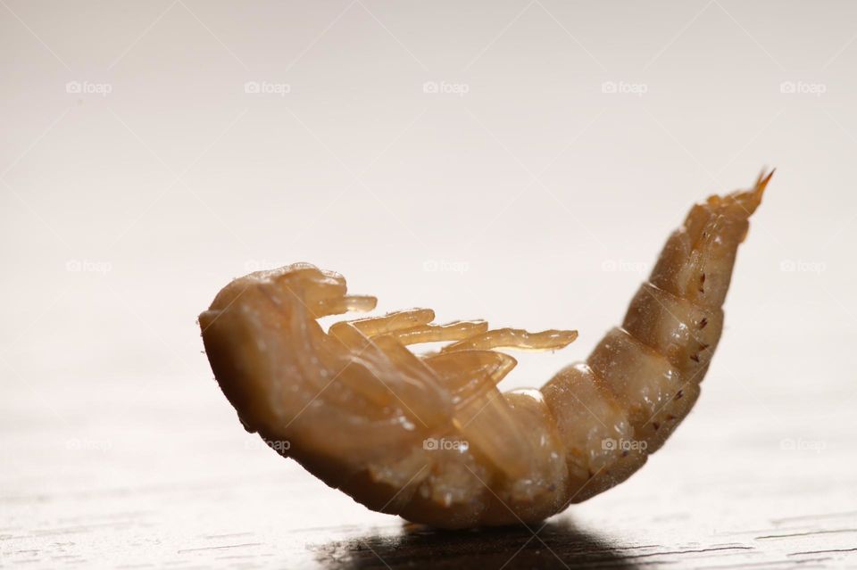 closeup of zophobas larvae turning into a chrysalis