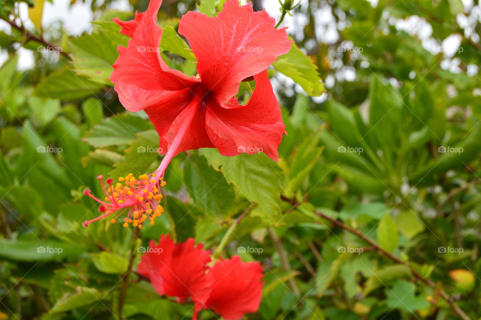 hybiscus flower
