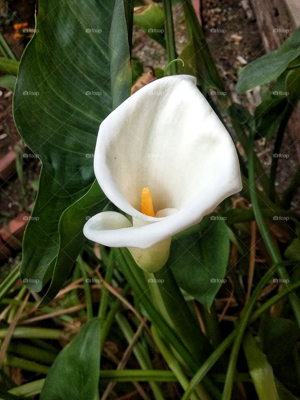 White Flower