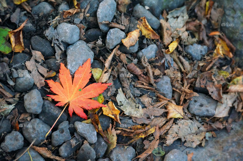 Korea. Maple