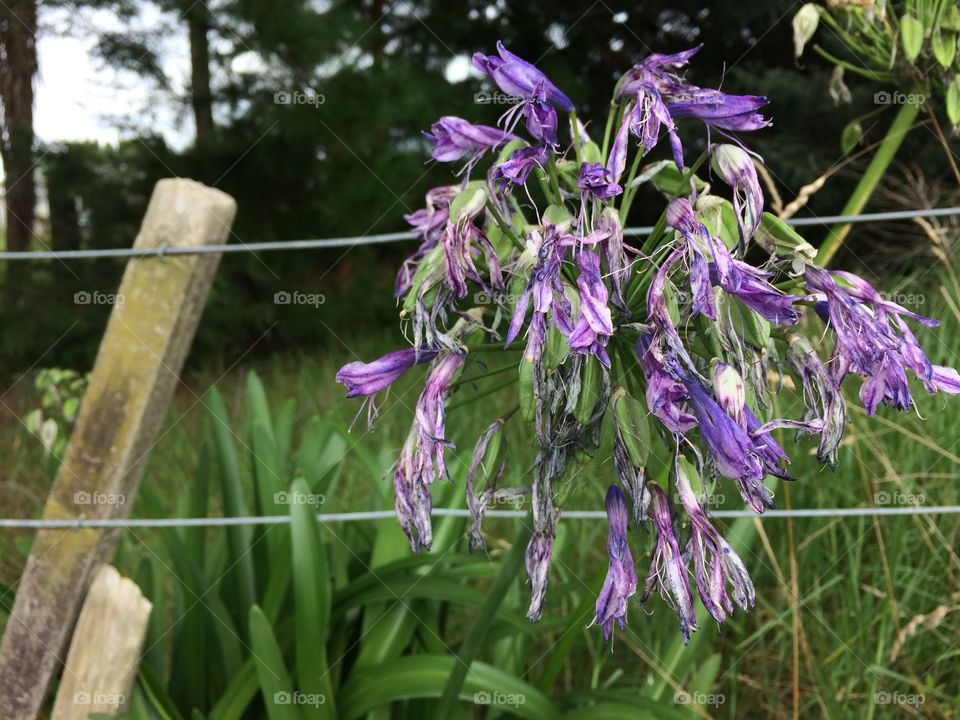 Purple Flower on a Fence